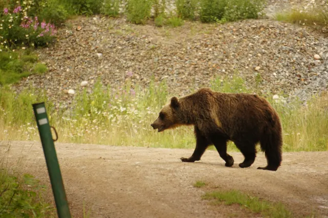 Grizzly Bear