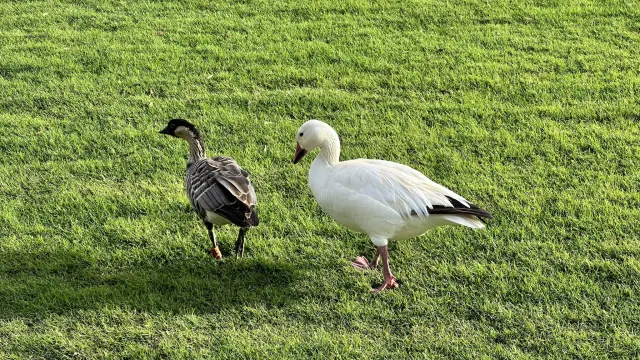 Snow Goose