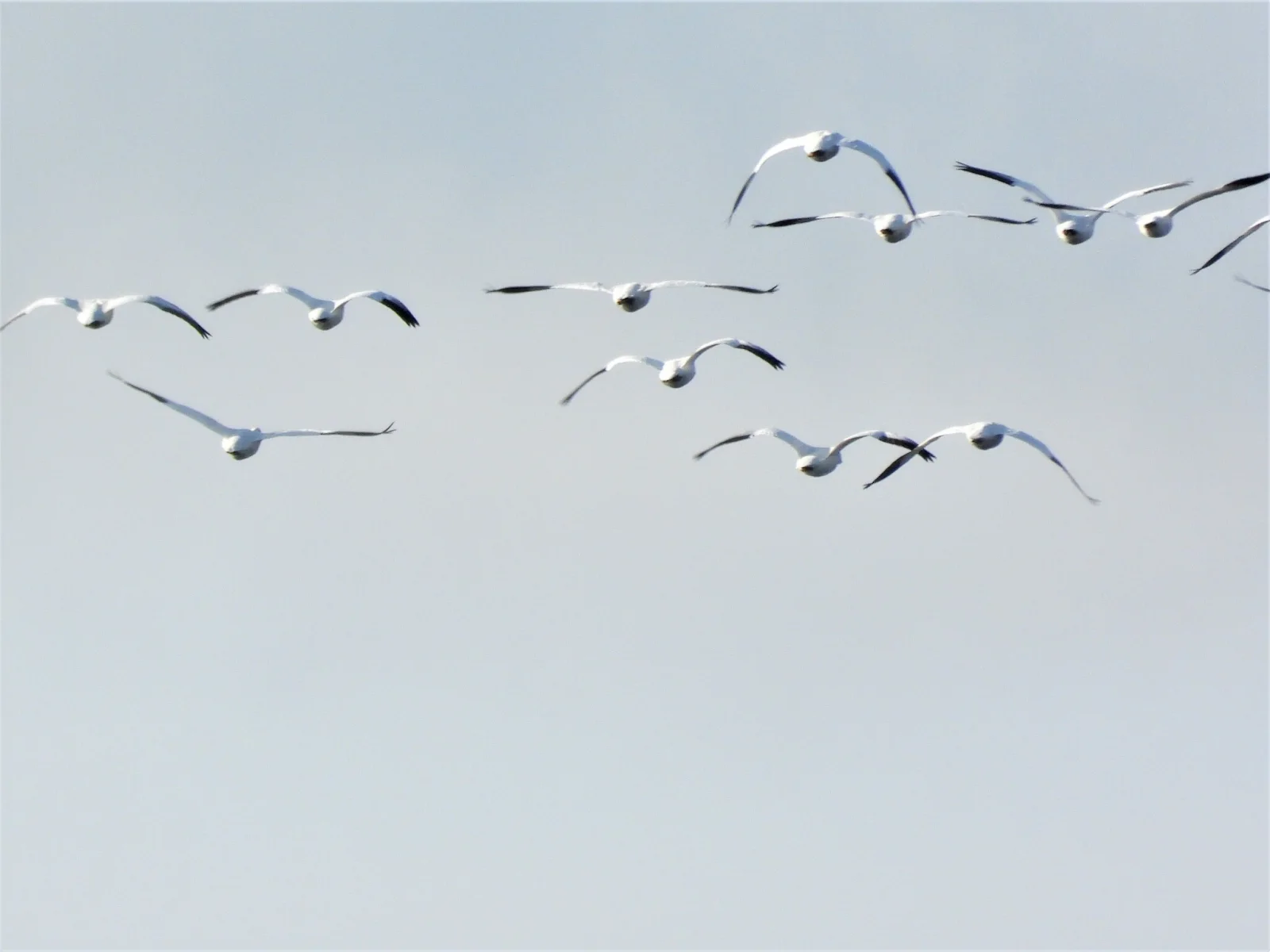 Snow Goose