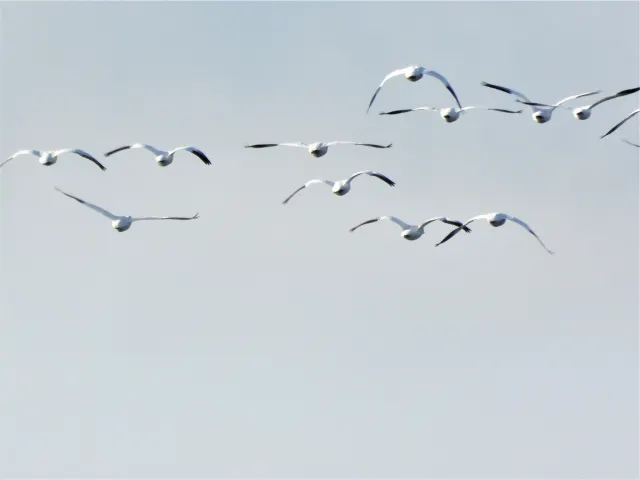 Snow Goose