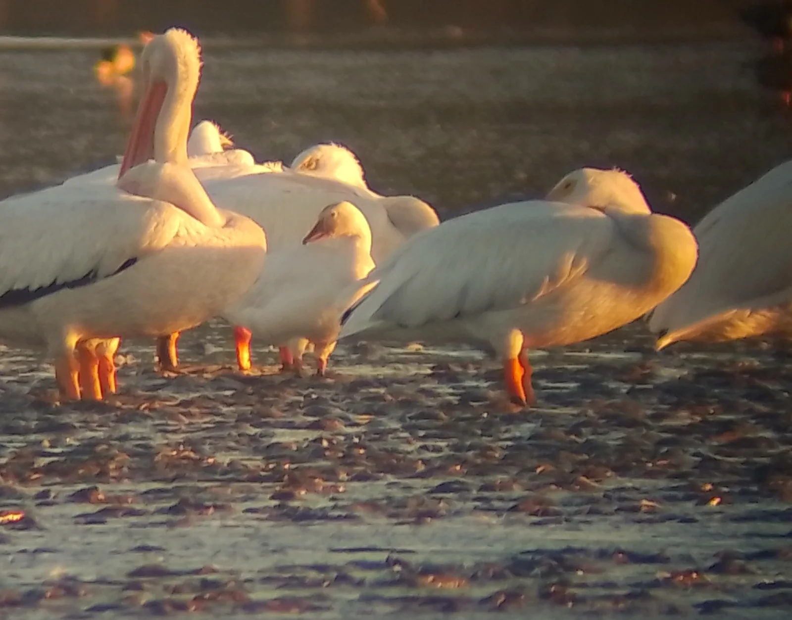 Snow Goose