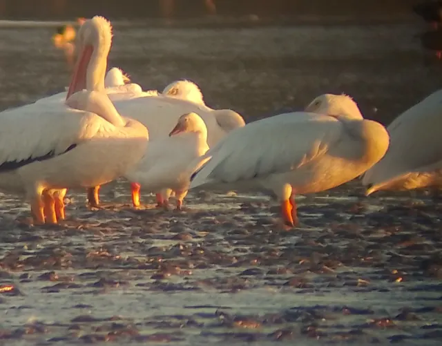 Snow Goose