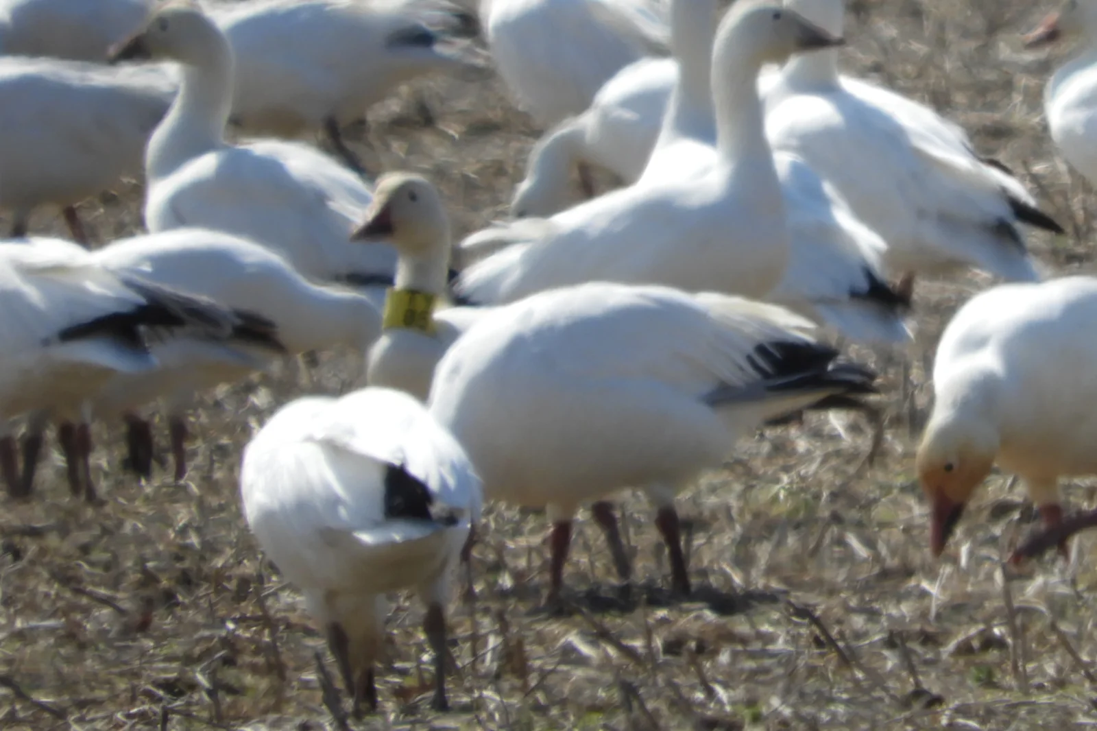 Greater Snow Goose