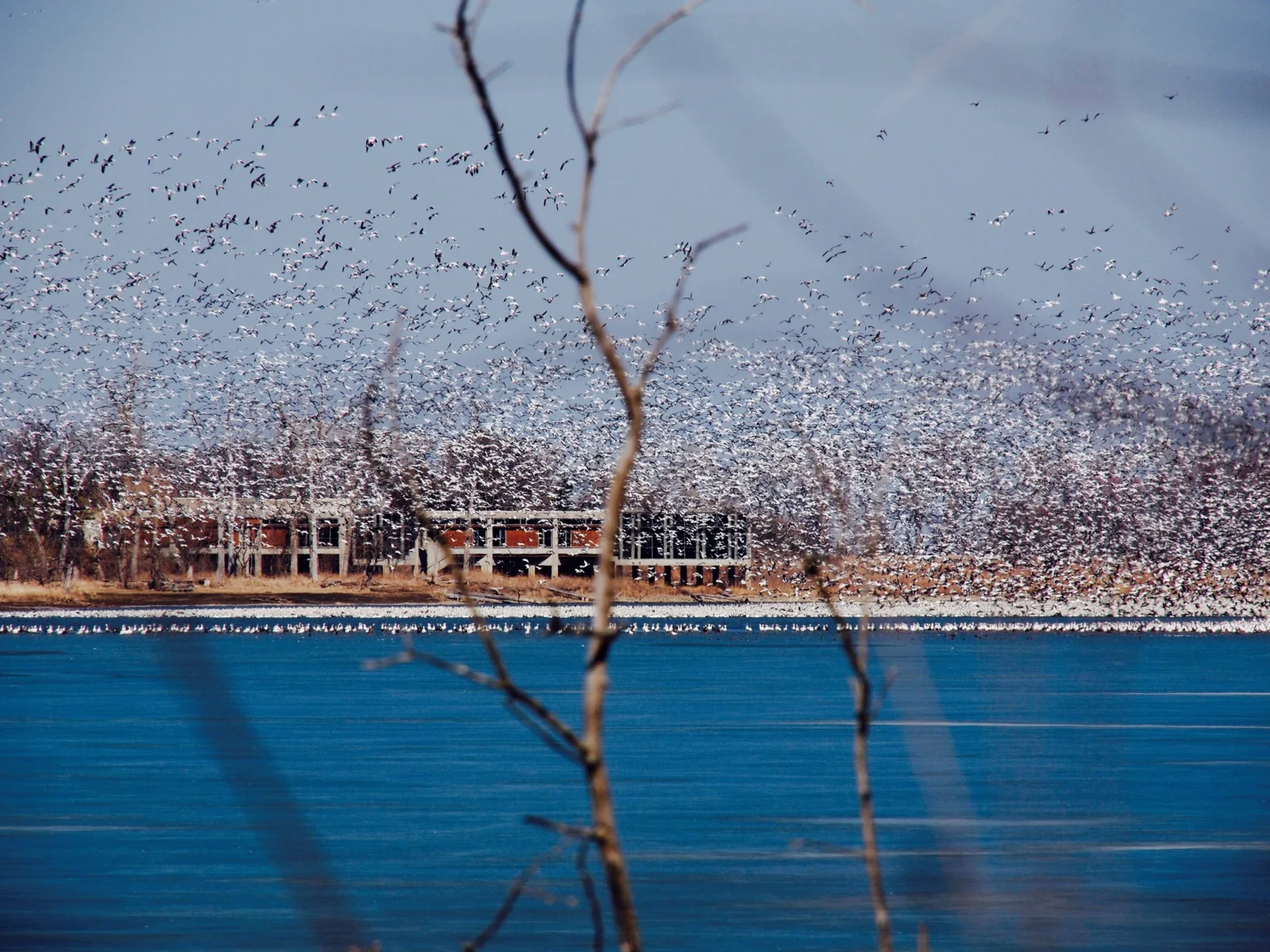 Snow Goose