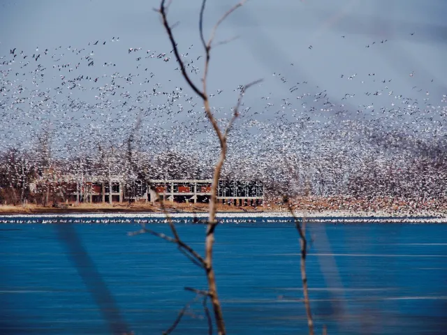 Snow Goose