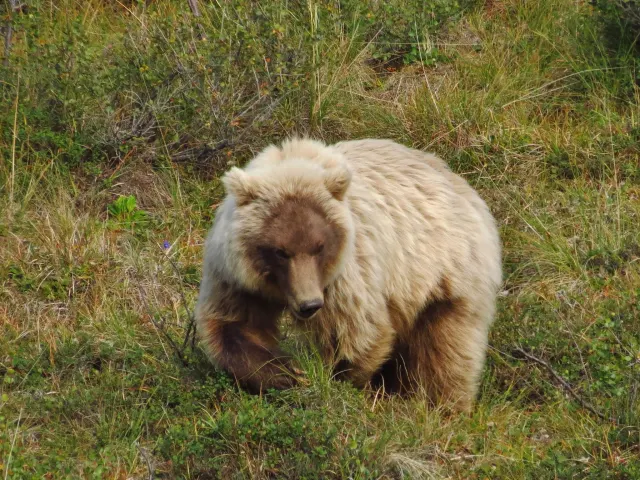 Grizzly Bear