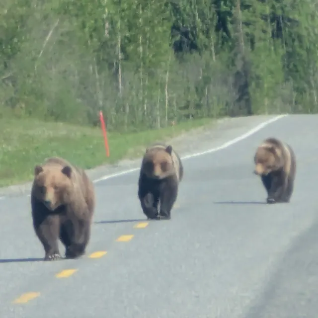 Grizzly Bear