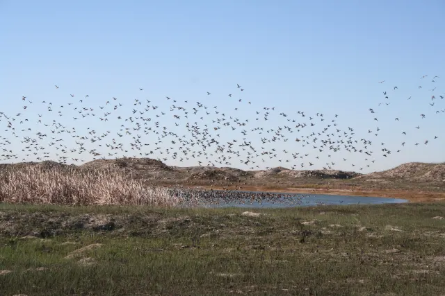Redhead ducks over Padre Island