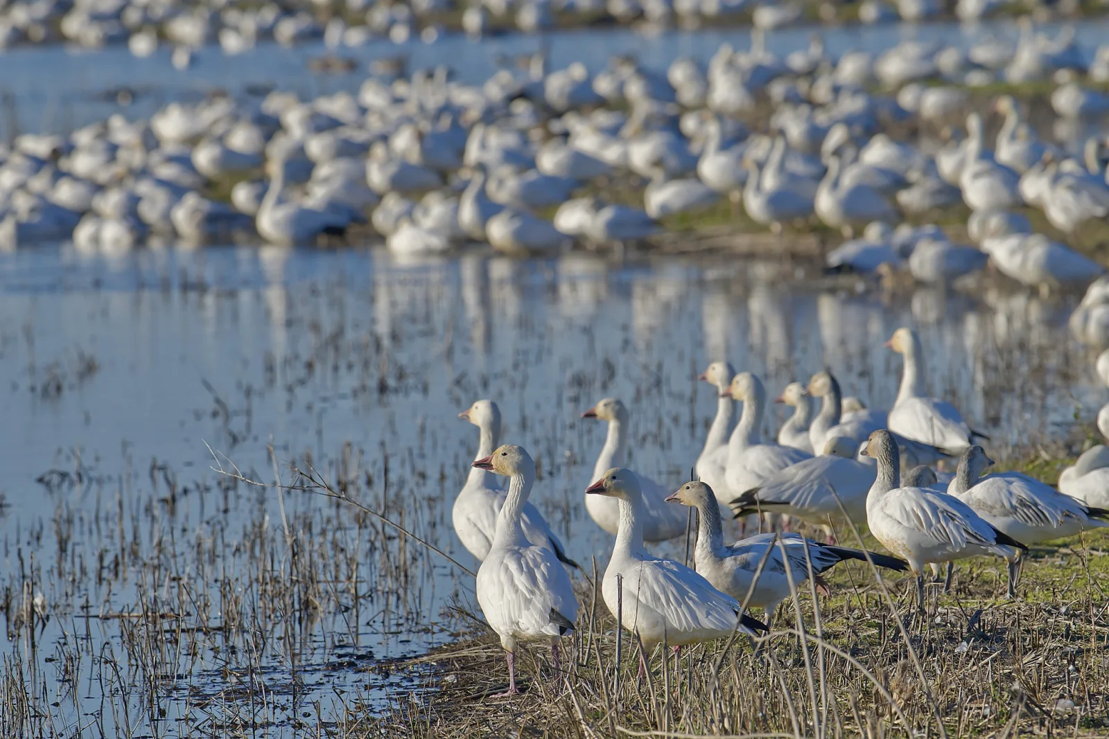 Snow Goose