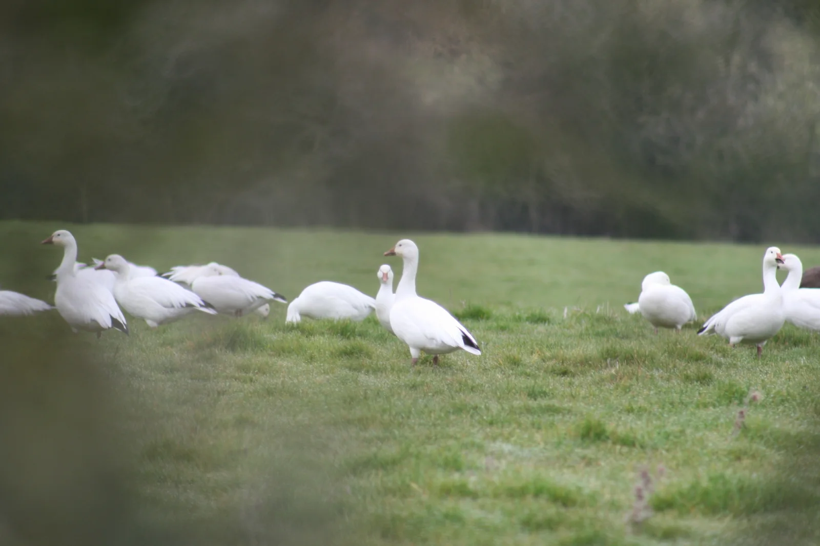 Snow Goose