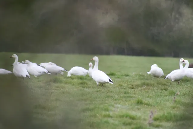 Snow Goose