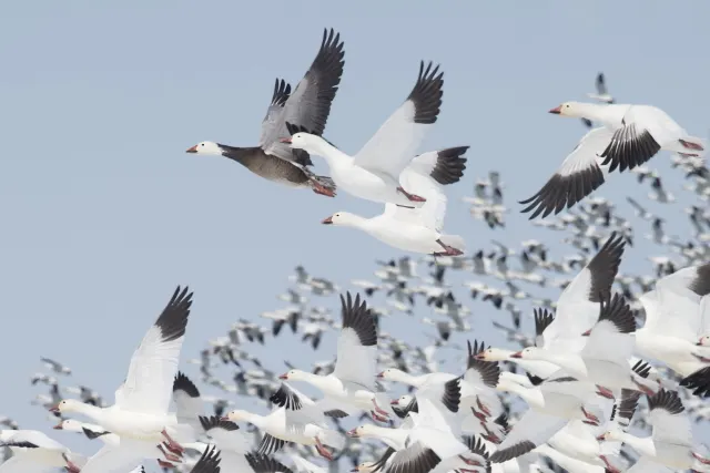 Snow Goose