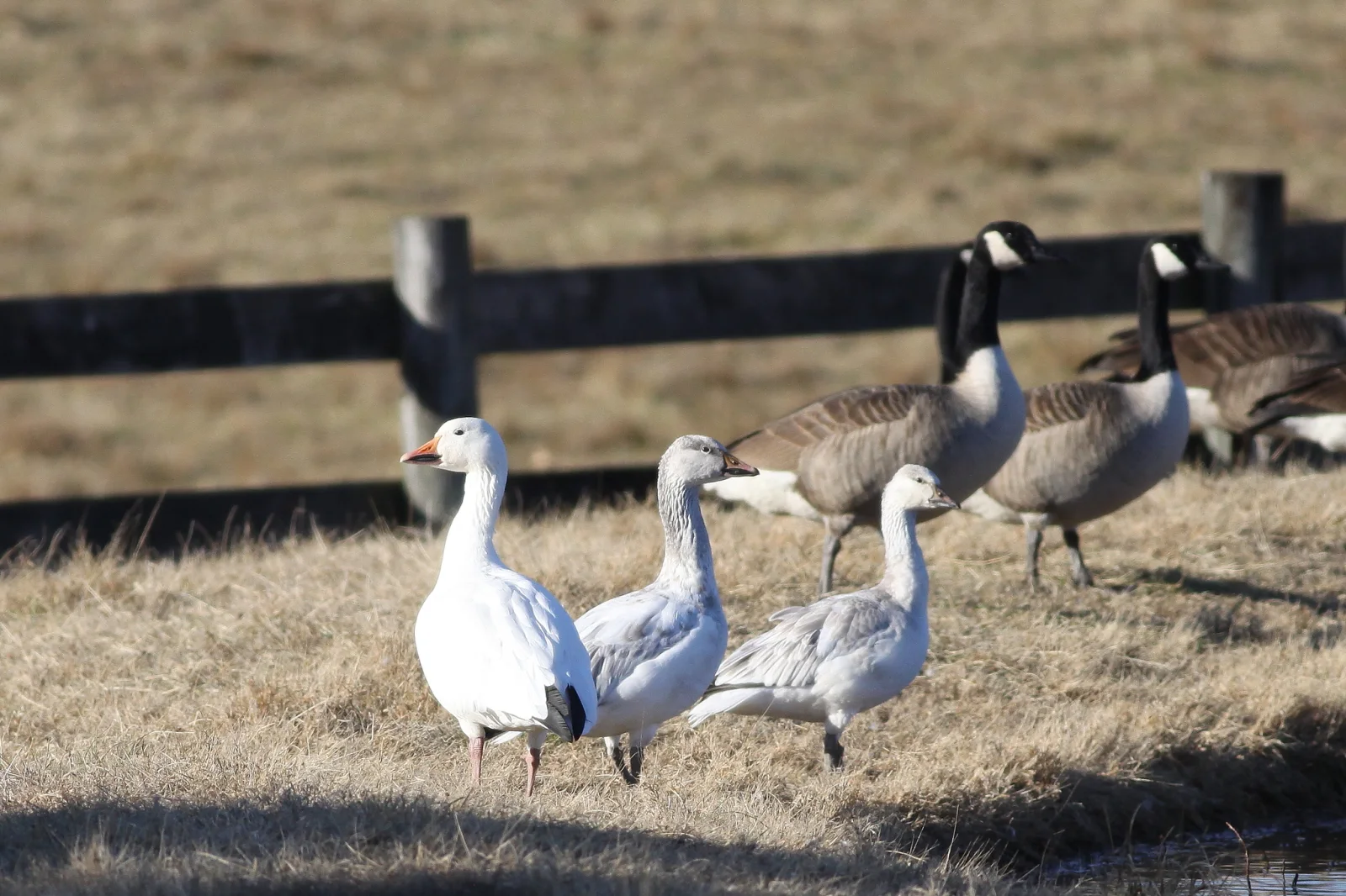Snow Goose